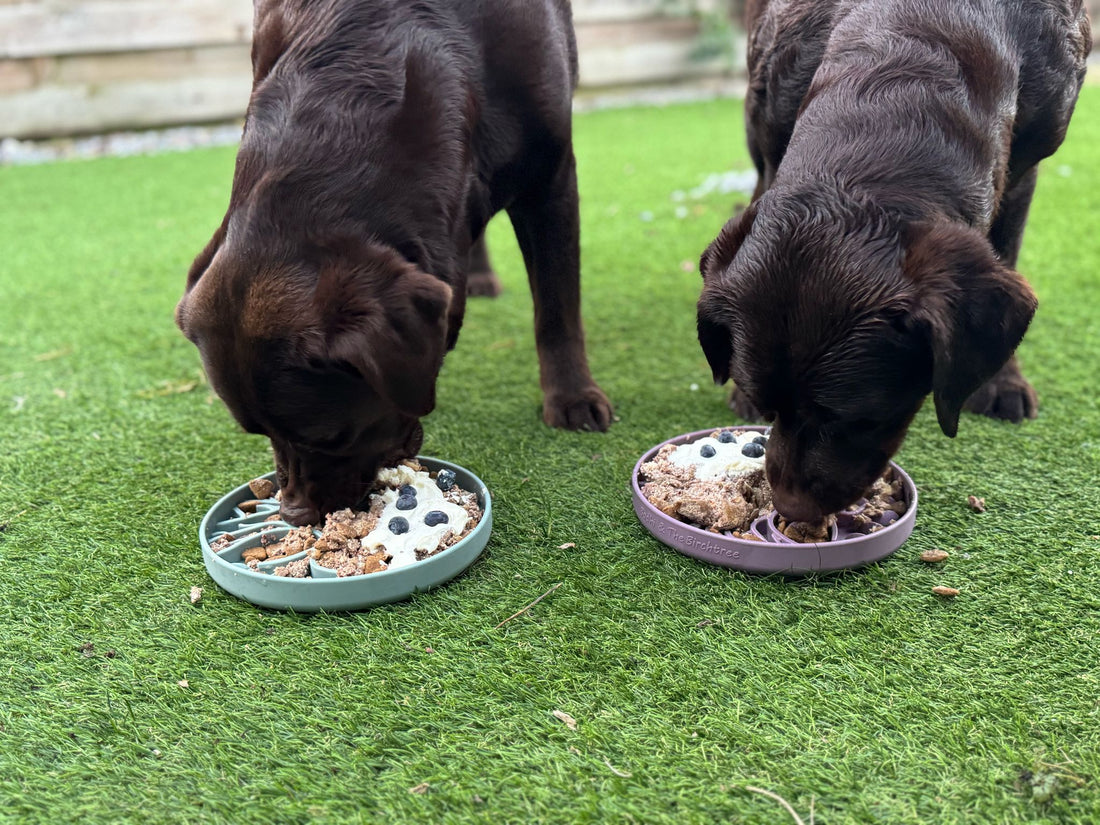 Mentale verrijking en hersenwerk – onmisbaar voor elke hond