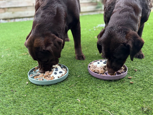 Mentale verrijking en hersenwerk – onmisbaar voor elke hond